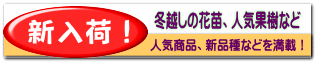 冬越しの花苗、人気果樹など